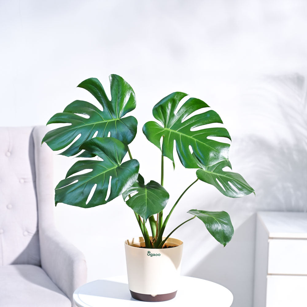Fiddle Leaf Fig Plant - Image 4