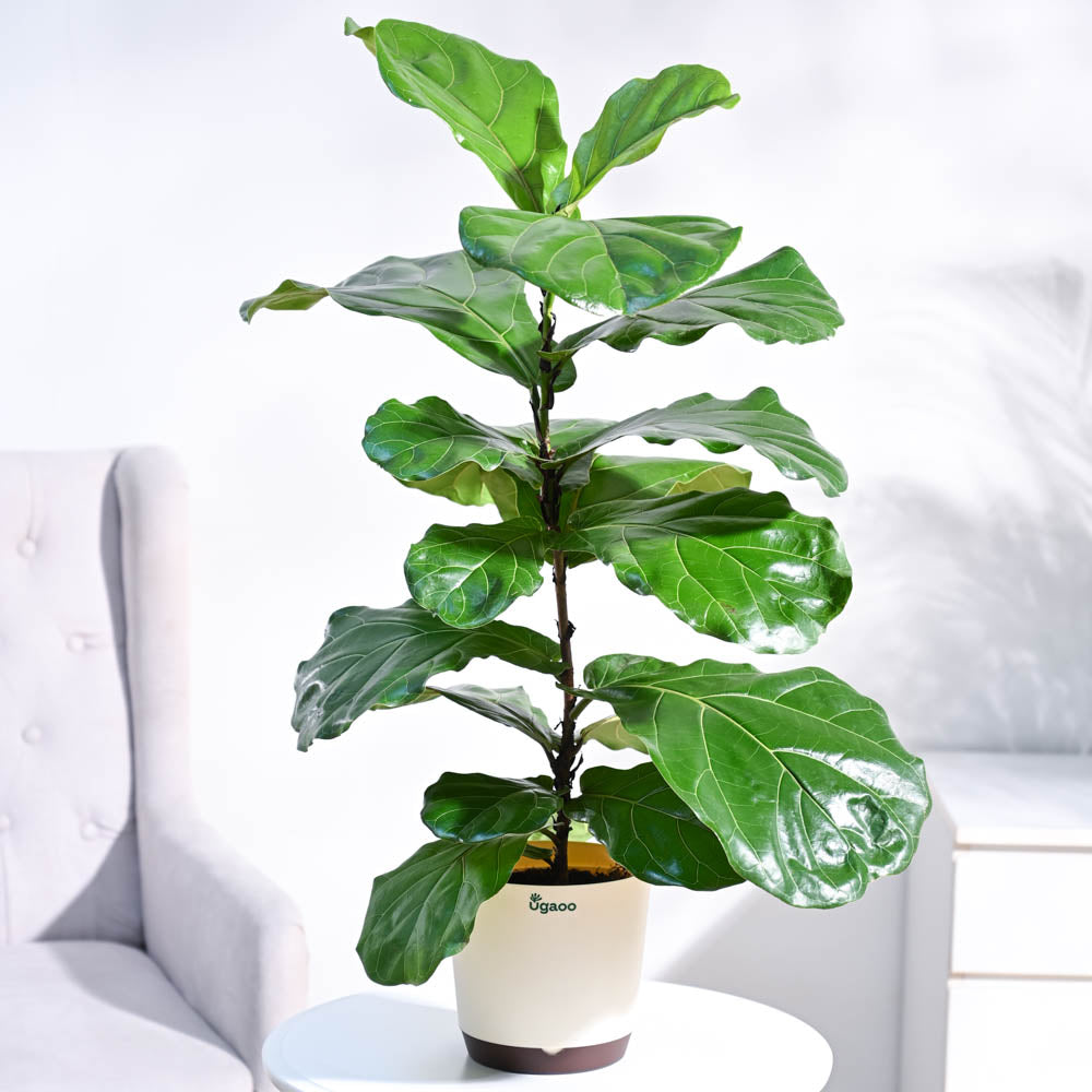 Fiddle Leaf Fig Plant
